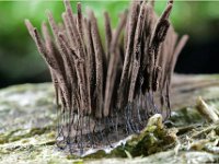 Stemonitis fusca